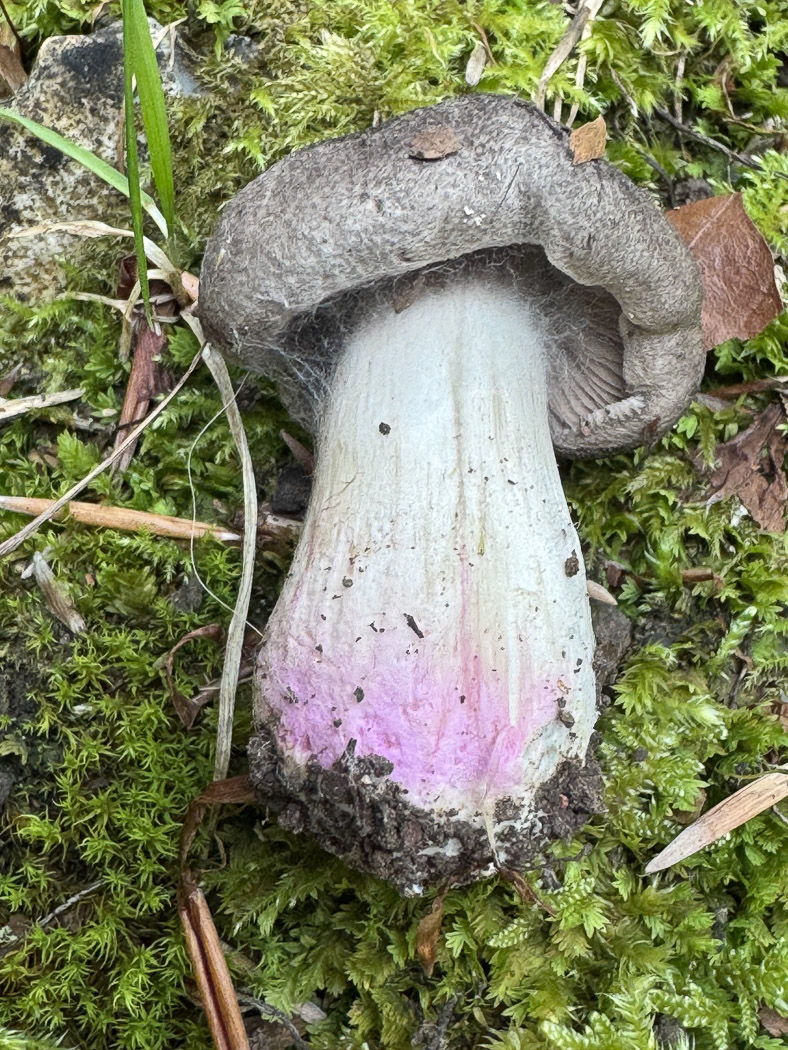 Photo © Jackie Newcombe Tricholoma basirubens by Jackie Newcombe